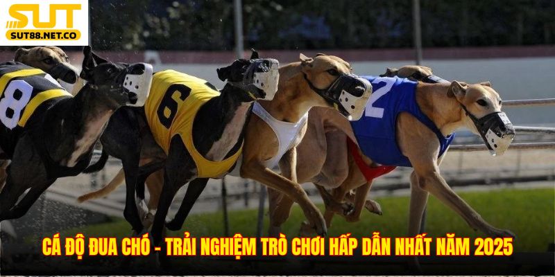 Cá Độ Đua Chó - Trải Nghiệm Trò Chơi Hấp Dẫn Nhất Năm 2025