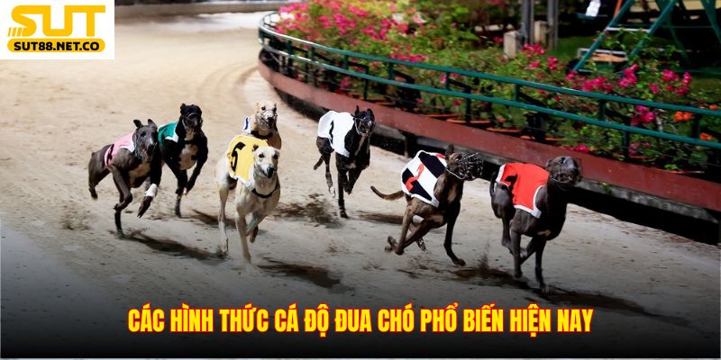 Các hình thức cá độ đua chó phổ biến hiện nay