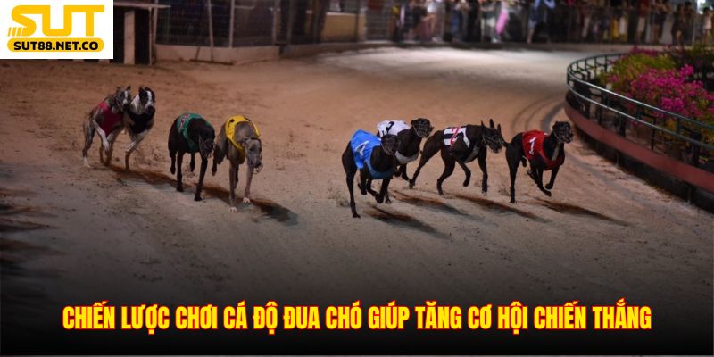 Chiến lược chơi cá độ đua chó giúp tăng cơ hội chiến thắng