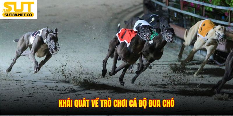 Khái quát về trò chơi cá độ đua chó